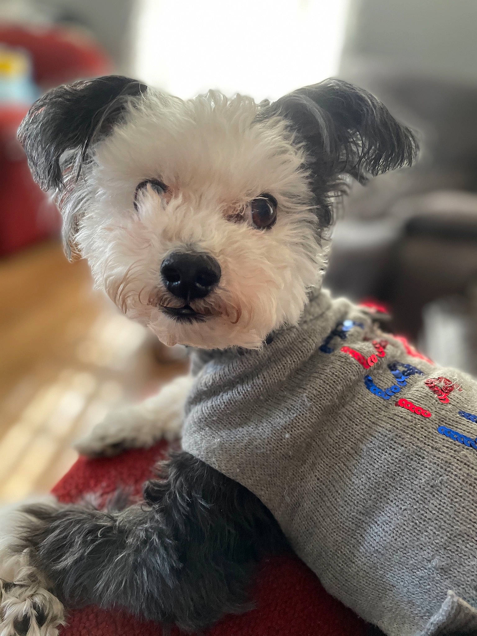 Coach joined the competition — help win amazing prizes! canidae, carnivore, collar, companion_dog, dog, dog_breed, dog_clothes, dog_supply, fawn, fur, pet_supply, small_terrier, snout, sporting_group, stuffed_toy, terrestrial_animal, terrier, toy, toy_dog, working_animal