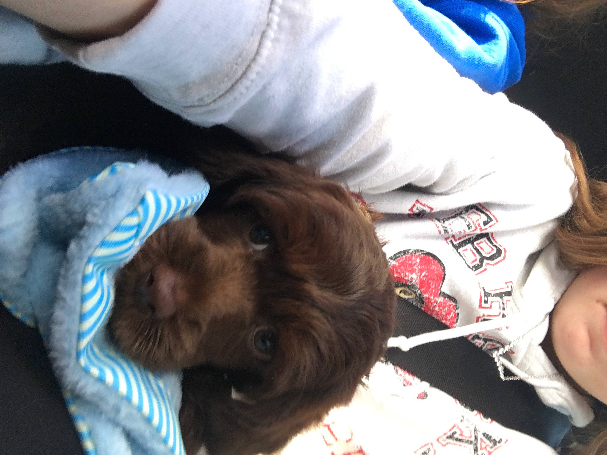 Kors is registered to the contest to win money with this photo: arm, brown_hair, carnivore, child, comfort, companion_dog, dog, dog_breed, ear, elbow, finger, fur, gesture, liver, long_hair, mouth, nail, skin, textile, tree