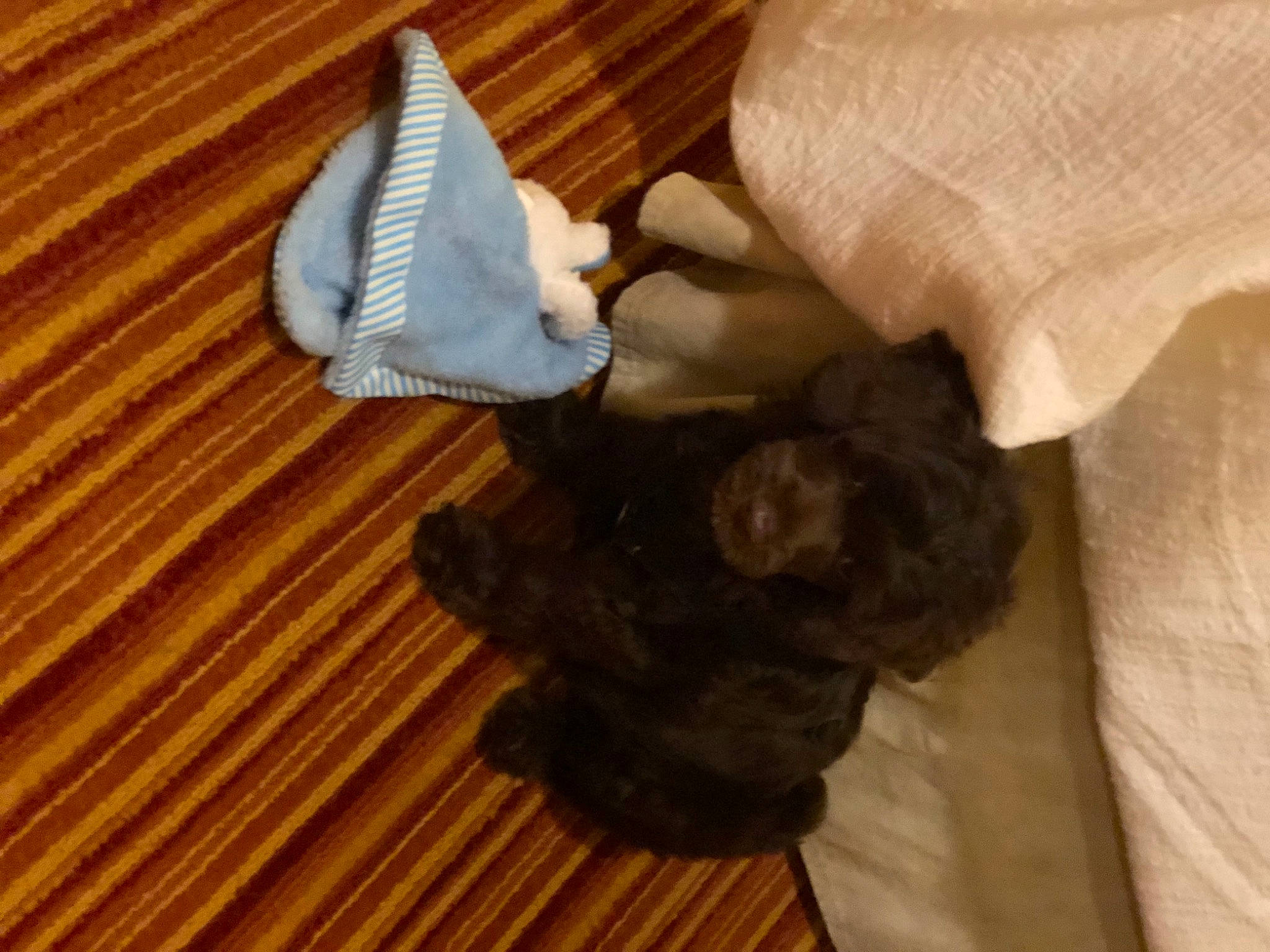 Kors joined the competition — help win amazing prizes! brown, carnivore, comfort, companion_dog, dog_breed, fashion_accessory, fawn, felidae, floor, flooring, fur, hardwood, laminate_flooring, linens, liver, small_to_medium_sized_cats, tail, wood, wood_flooring, wood_stain