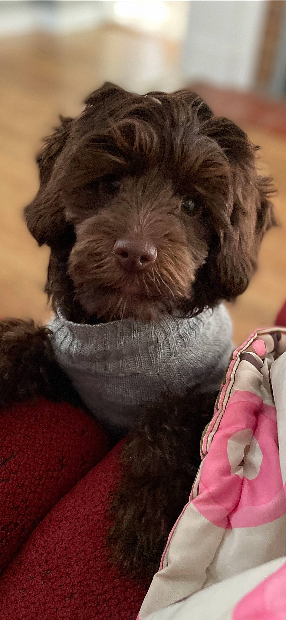 Kors is registered to the contest to win money with this photo: canidae, carnivore, collar, companion_dog, dog, dog_breed, dog_collar, fur, liver, maltepoo, non_sporting_group, snout, sporting_group, terrier, toy_dog, water_dog, working_animal, yorkipoo