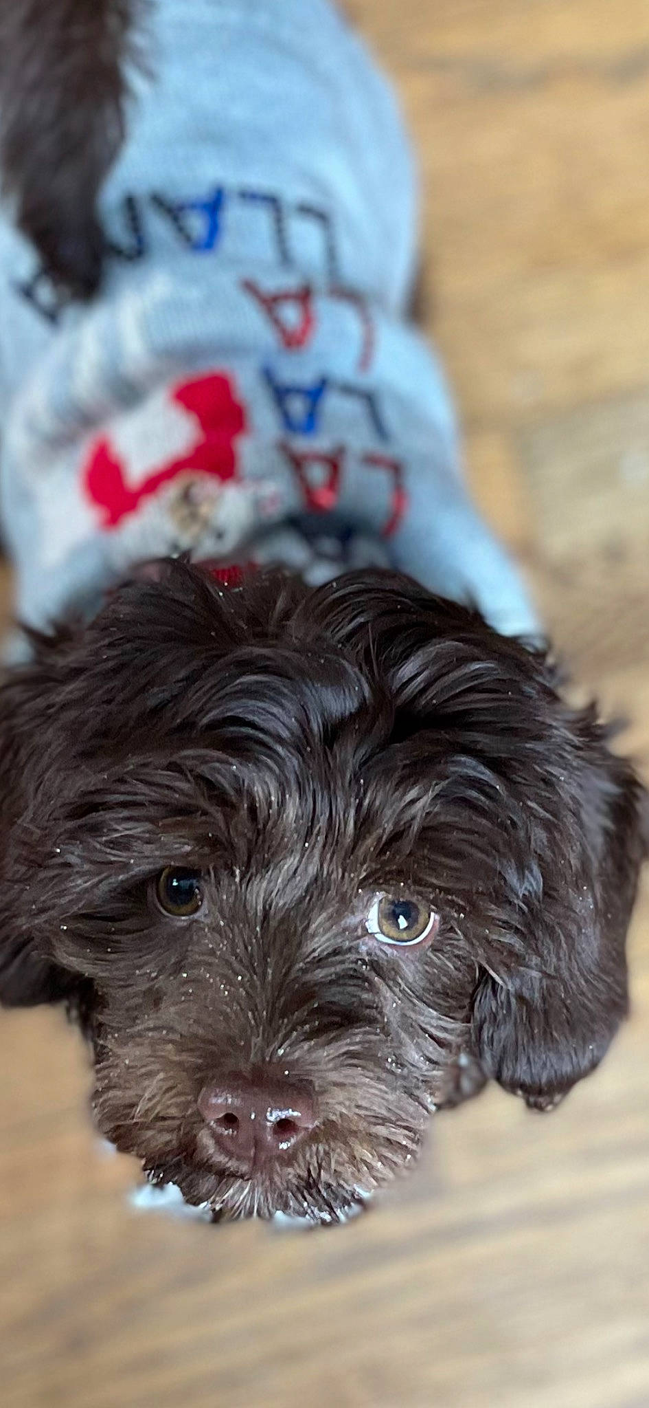 Kors joined the competition — help win amazing prizes! canidae, carmine, carnivore, cockapoo, companion_dog, dog, dog_breed, fur, liver, maltepoo, poodle_crossbreed, small_terrier, snout, sporting_group, terrestrial_animal, terrier, toy_dog, water_dog, working_animal, yorkipoo