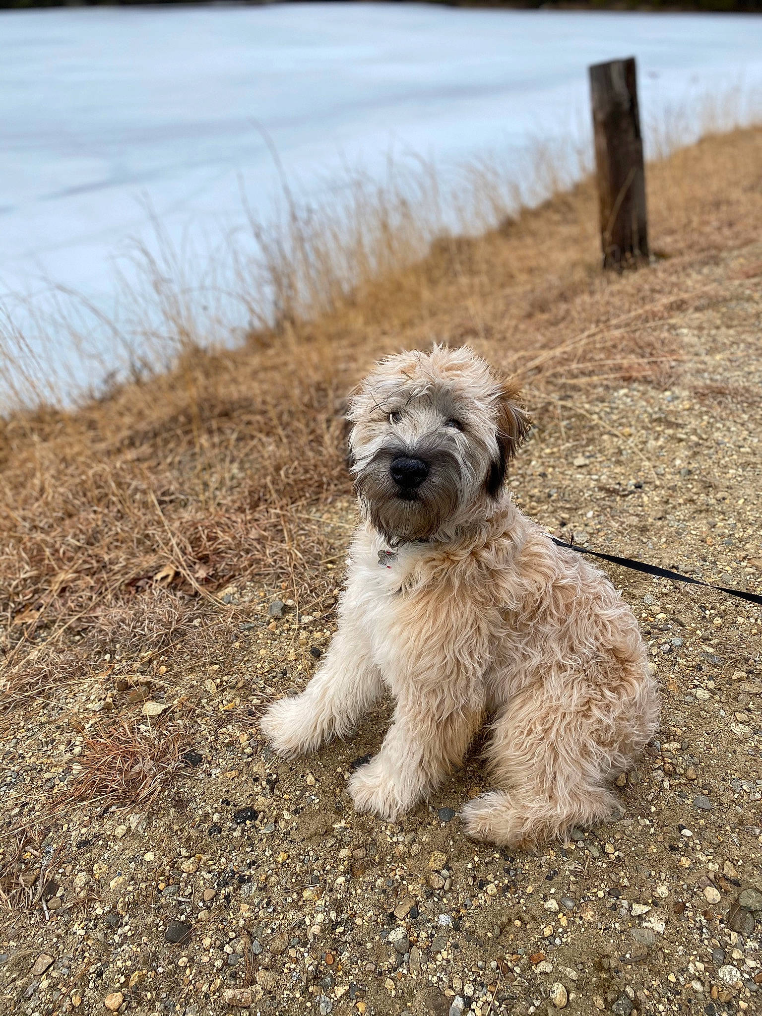 Cash is registered to the contest to win money with this photo: canidae, carnivore, companion_dog, dog, dog_breed, fur, grass, maltepoo, non_sporting_group, poodle_crossbreed, small_terrier, snout, soil, sporting_group, terrestrial_animal, terrier, toy_dog, water, water_dog, working_animal