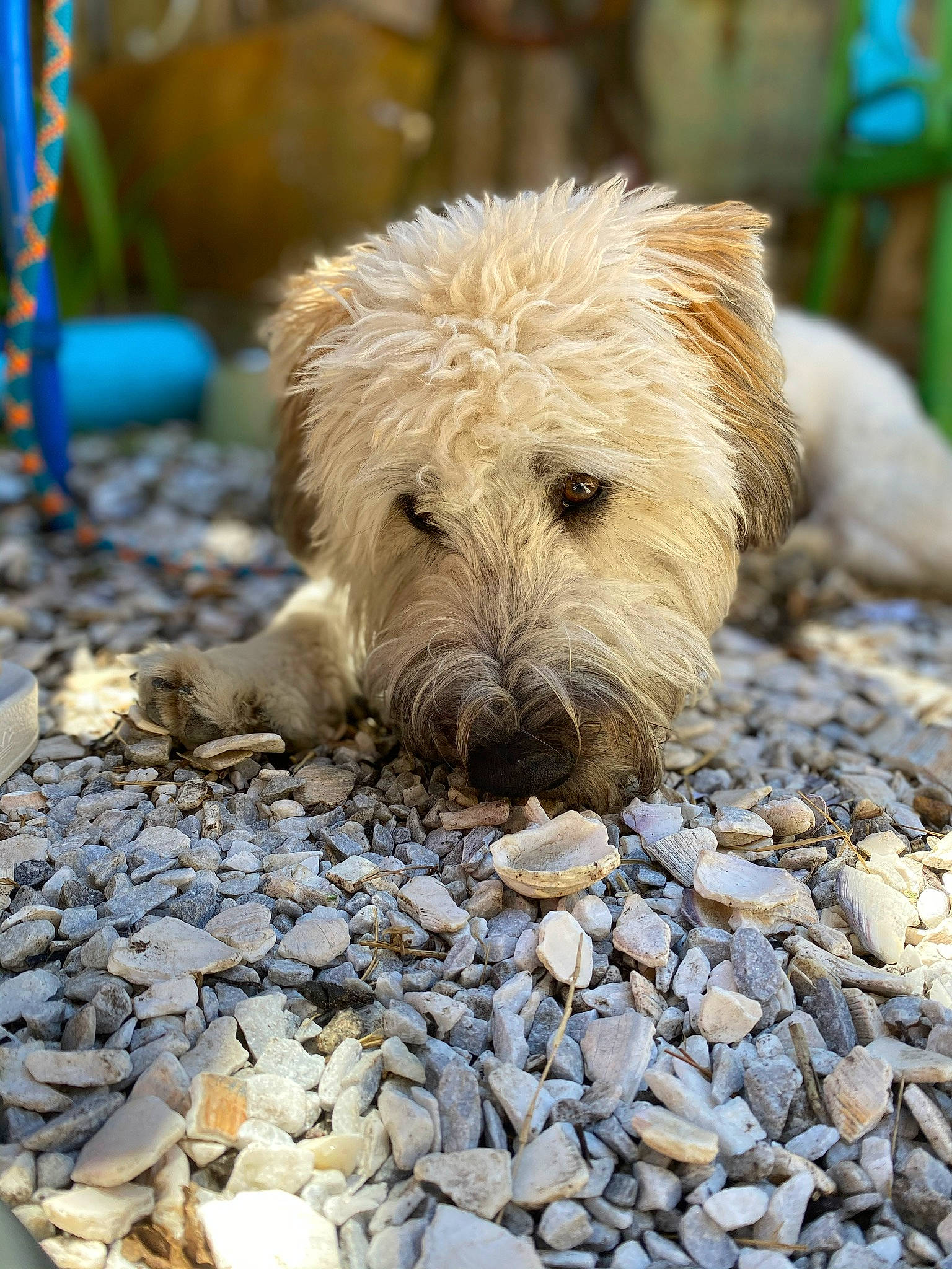 Cash joined the competition — help win amazing prizes! canidae, carnivore, cobblestone, companion_dog, dog, dog_breed, fur, grass, landscape, pebble, rock, sitting, small_terrier, snout, soil, sporting_group, terrestrial_animal, terrier, wood, working_terrier