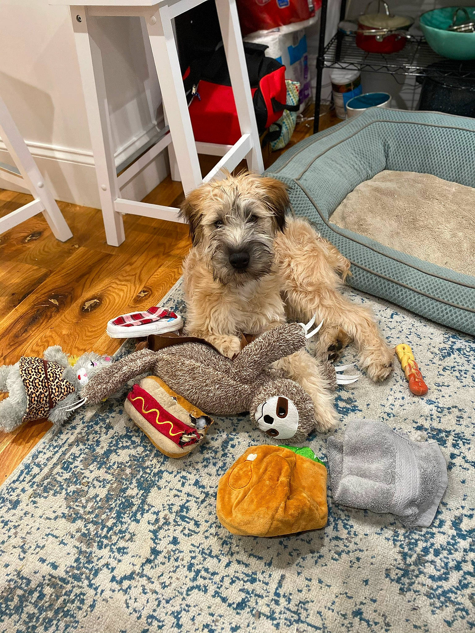 Cash is registered to the contest to win money with this photo: carnivore, chair, companion_dog, dog, dog_breed, dog_supply, event, fawn, flooring, fur, hardwood, leash, pet_supply, small_terrier, snout, terrier, toy, toy_dog, wood, wood_flooring