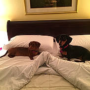 Oscar Meyer is registered to the contest to win money with this photo: animal, bed, bedroom, blanket, canine, collar, cute, dachshund, dog, domestic_animal, fur, furniture, indoor, lying_down, pet, pillow, resting, sleeping_area, two_dogs, warm_lighting