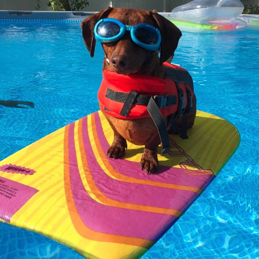 Oscar Meyer is registered to the contest to win money with this photo: animal, backyard, boogie_board, dachshund, dog, fence, floating, fun, goggles, leisure, life_jacket, outdoor, pet, playful, pool, summer, sunny, swimming_pool, trees, water