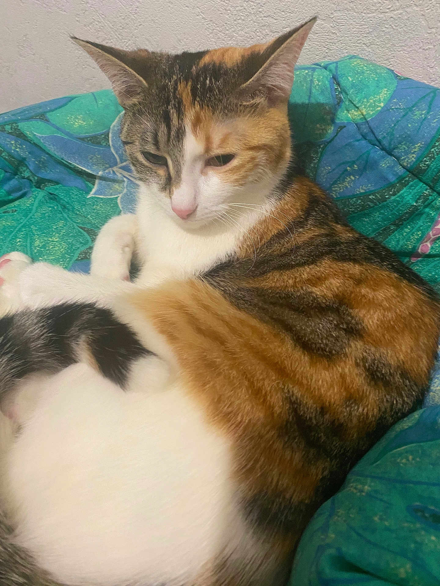 Mimine a rejoint le concours — aidez-le/la à gagner de superbes lots ! cat, calico_cat, pet, animal, fur, sleepy, resting, blanket, patterned_blanket, indoor, cozy, cute, whiskers, ears, paw, closeup, feline, domestic_cat, colorful, relaxed