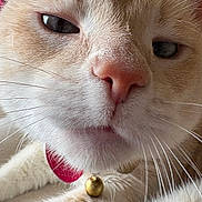 Bello joined the competition — help win amazing prizes! animal, background, bell, cat, close_up, collar, cream_color, domestic_animal, ears, face, feline, fur, household, indoor, nose, pet, relaxed, sleepy, soft_focus, whiskers