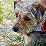 dog, close_up, outdoor, grass, sand, fur, pet, animal, canine, red_harness, nature, portrait, muzzle, ears, whiskers, side_view, resting, sunlight, scruffy, young_dog
