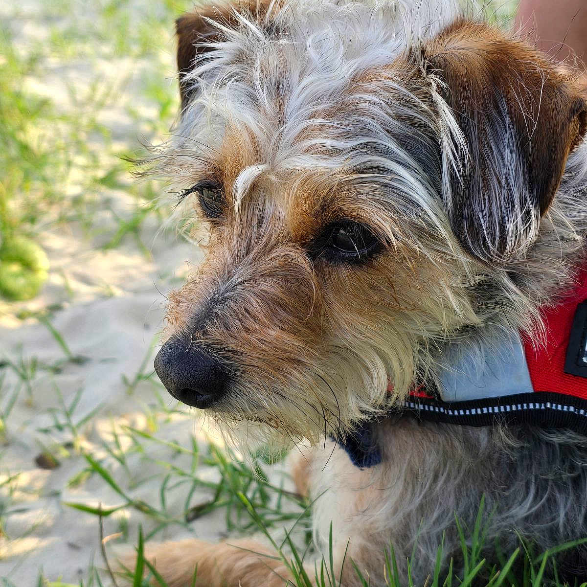 Sir Charles joined the competition — help win amazing prizes! animal, canine, close_up, dog, ears, fur, grass, muzzle, nature, outdoor, pet, portrait, red_harness, resting, sand, scruffy, side_view, sunlight, whiskers, young_dog