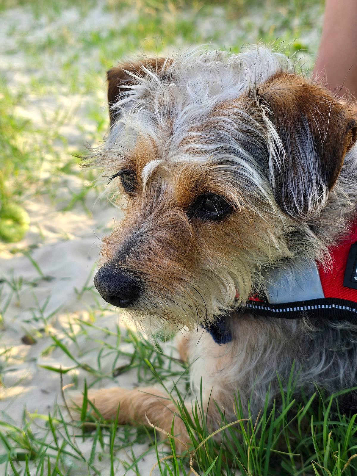 Sir Charles joined the competition — help win amazing prizes! dog, close_up, outdoor, grass, sand, fur, pet, animal, canine, red_harness, nature, portrait, muzzle, ears, whiskers, side_view, resting, sunlight, scruffy, young_dog