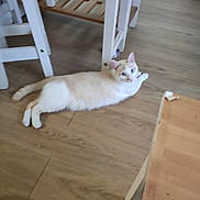 Mariana Petre a rejoint le concours — aidez-le/la à gagner de superbes lots ! cat, cream_colored, orange_markings, floor, wooden_floor, table, white_table, furniture, indoor, pet, animal, lounging, curious, ears, tail, paws, domestic_cat, home_interior, relaxed, slippers
