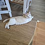 cat, cream_colored, orange_markings, floor, wooden_floor, table, white_table, furniture, indoor, pet, animal, lounging, curious, ears, tail, paws, domestic_cat, home_interior, relaxed, slippers