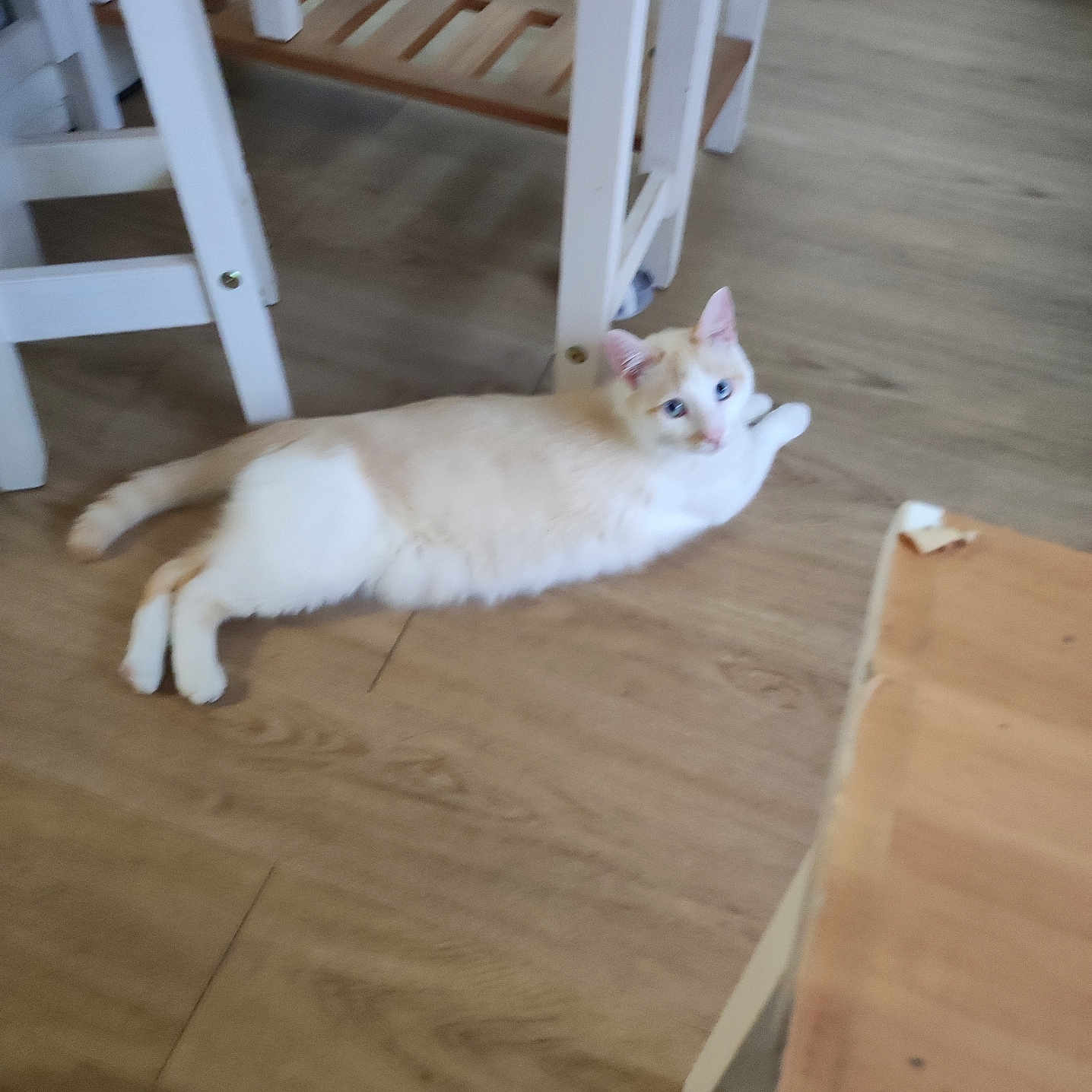Mariana Petre a rejoint le concours — aidez-le/la à gagner de superbes lots ! animal, cat, cream_colored, curious, domestic_cat, ears, floor, furniture, home_interior, indoor, lounging, orange_markings, paws, pet, relaxed, slippers, table, tail, white_table, wooden_floor