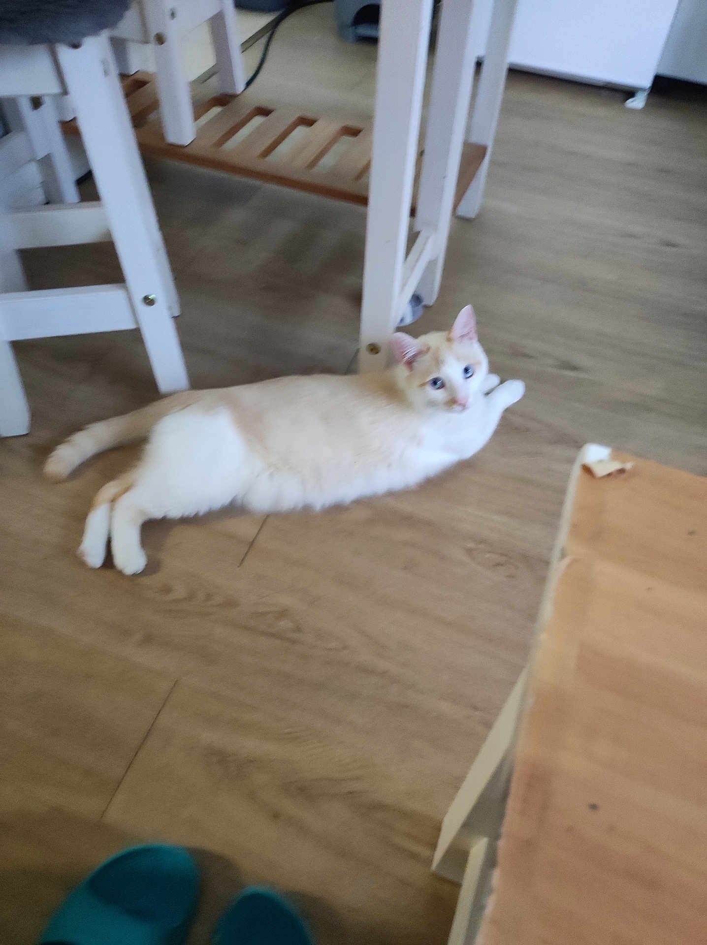 Mariana Petre a rejoint le concours — aidez-le/la à gagner de superbes lots ! cat, cream_colored, orange_markings, floor, wooden_floor, table, white_table, furniture, indoor, pet, animal, lounging, curious, ears, tail, paws, domestic_cat, home_interior, relaxed, slippers