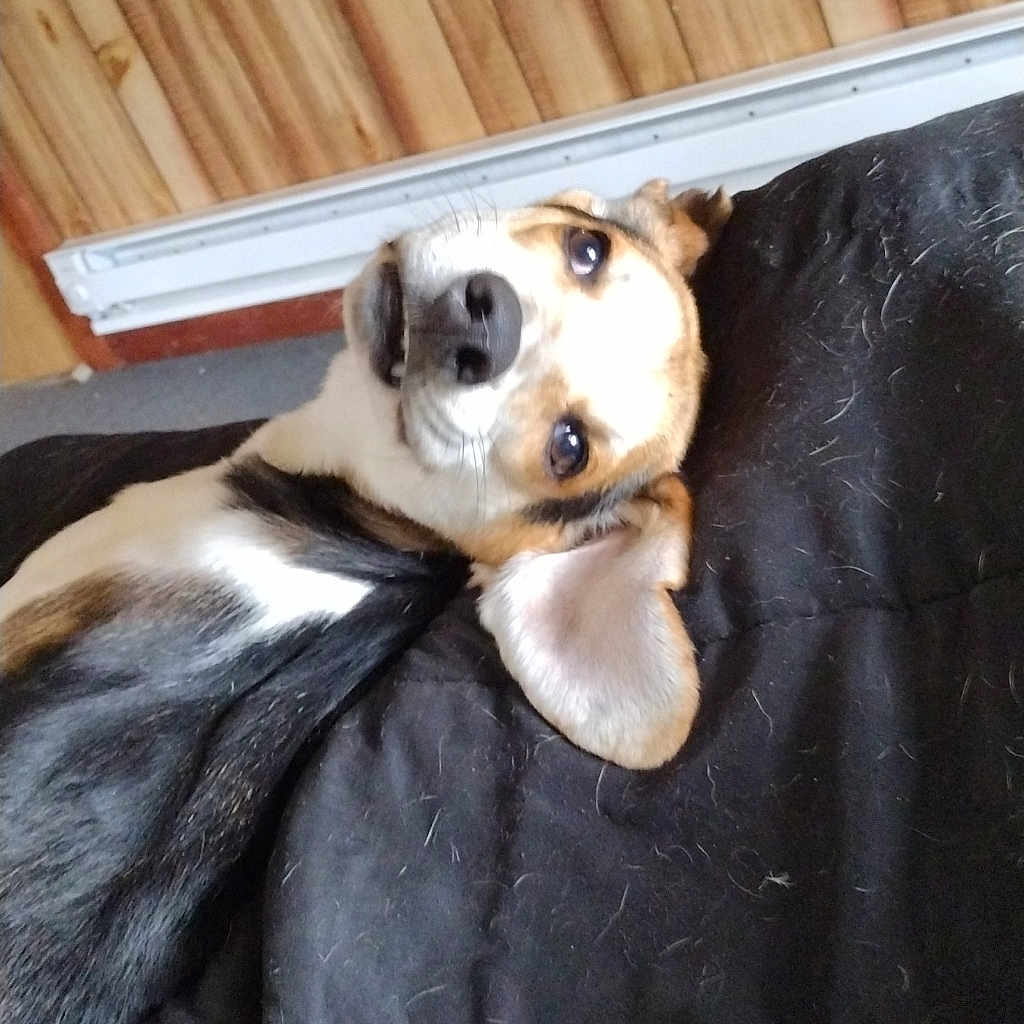 Bubba