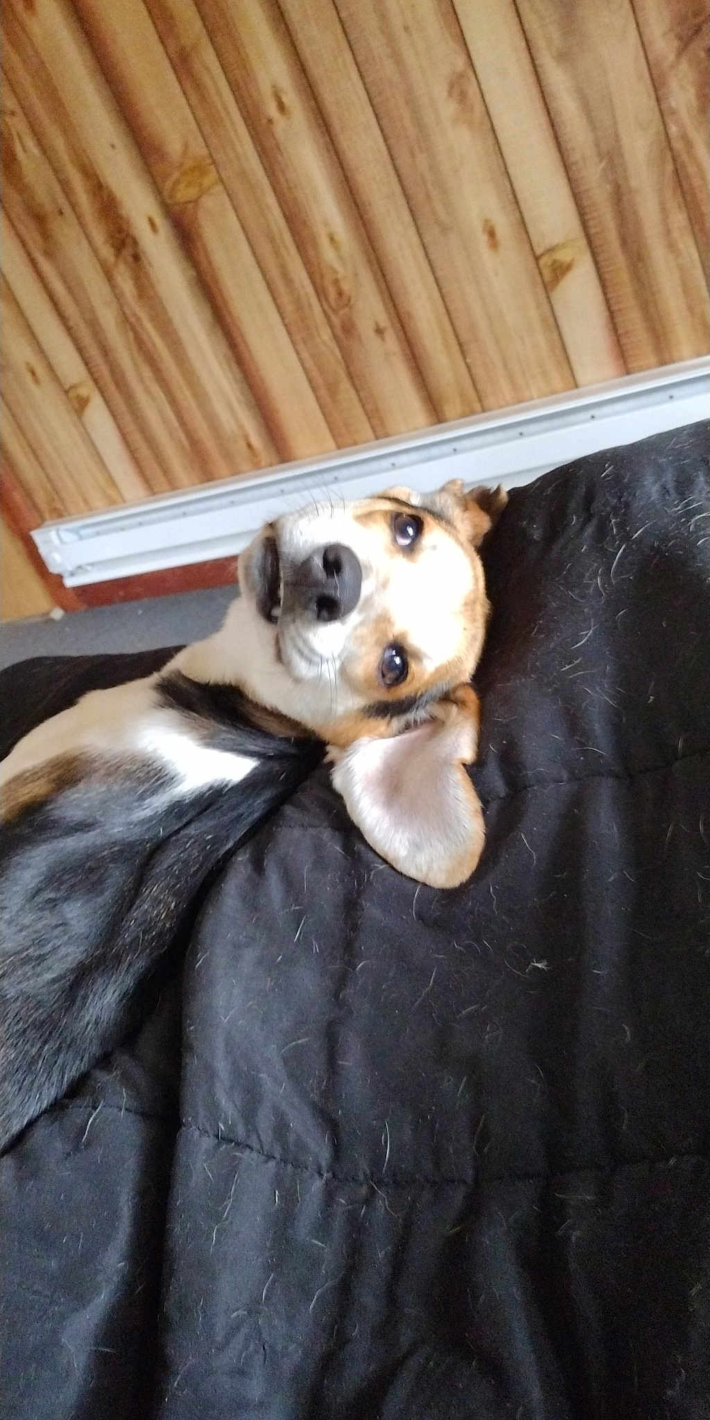 Bubba