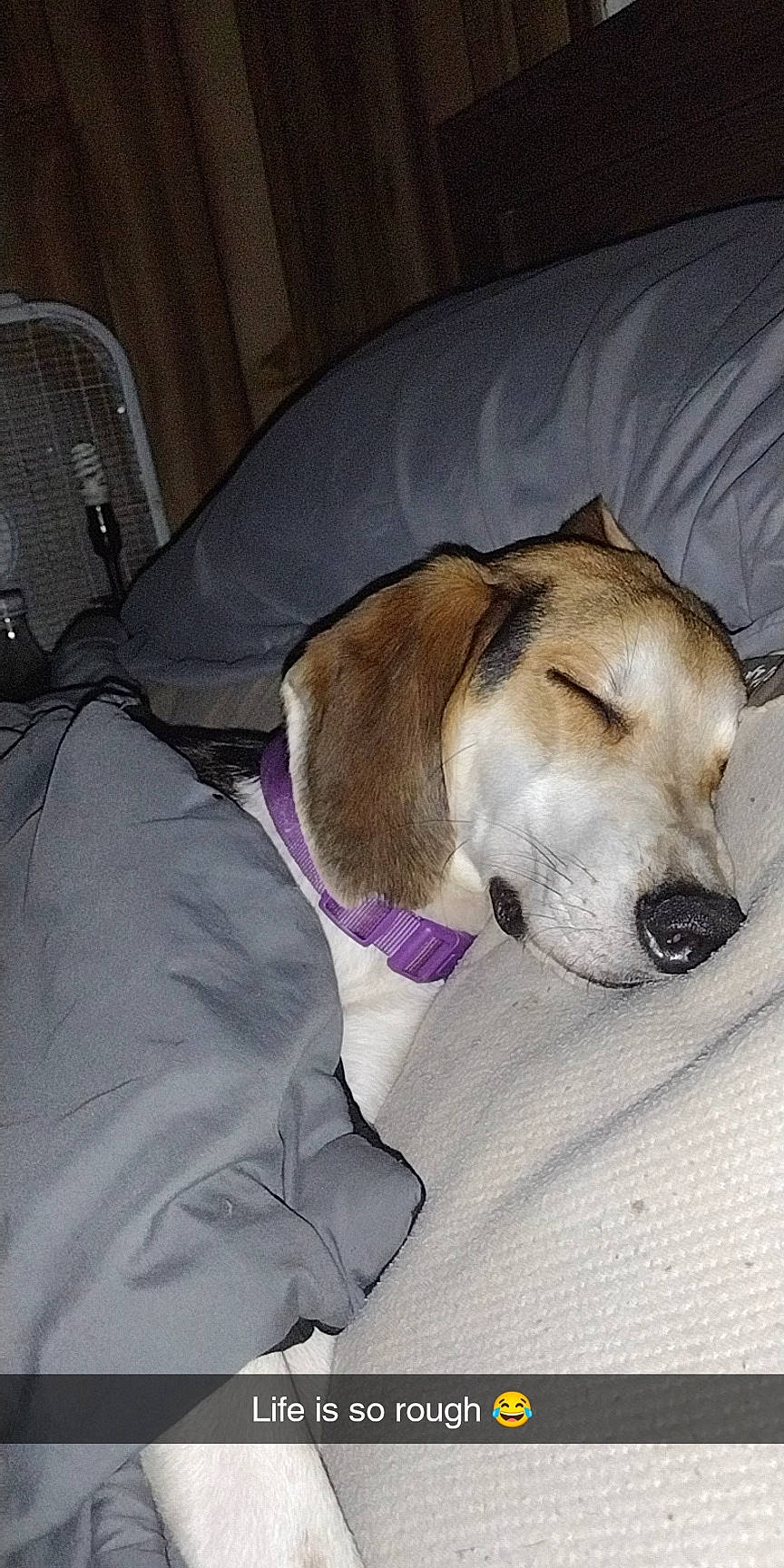 Bubba joined the competition — help win amazing prizes! beaglier, carnivore, comfort, companion_dog, dog, dog_breed, dog_supply, fur, paw, pet_supply, scent_hound, snout, sporting_group, working_animal