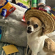 Little Lady joined the competition — help win amazing prizes! dog, sombrero, hat, small_dog, chihuahua, snacks, cheese, beverages, cans, bottle, blanket, furry_blanket, indoor, pet, animal, funny, party, celebration, cozy, table