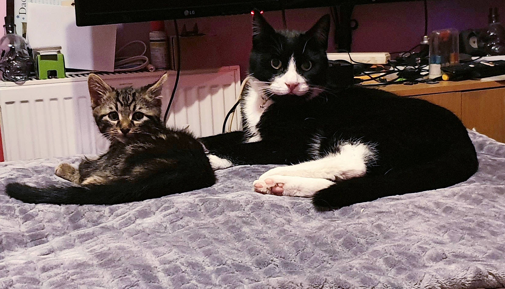 Simba joined the competition — help win amazing prizes! asian, black_cat, carnivore, cat, couch, domestic_short_haired_cat, ear, european_shorthair, felidae, fur, furniture, kitten, lap, leg, polydactyl_cat, small_to_medium_sized_cats, square, tail, whiskers