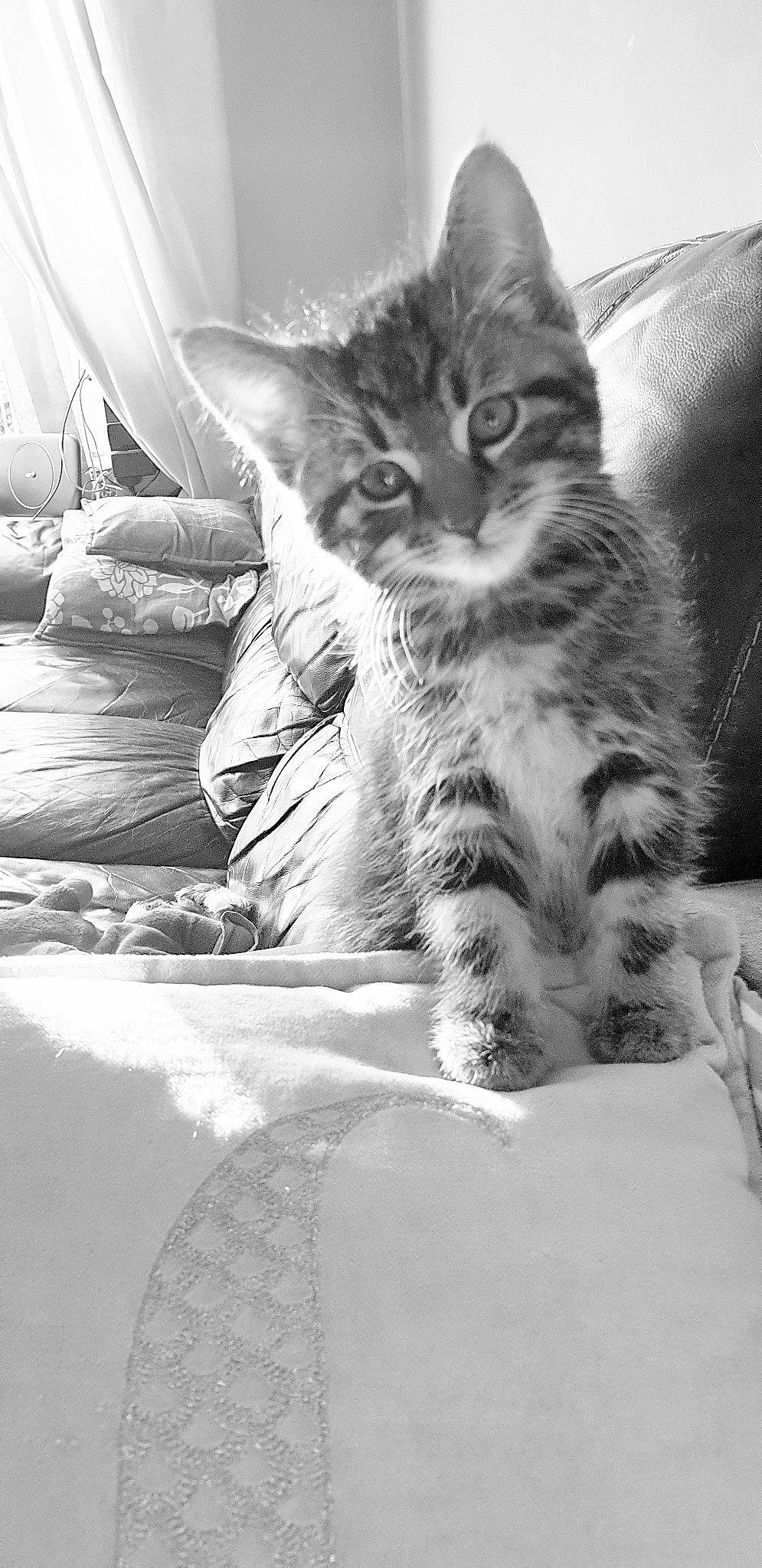 Simba joined the competition — help win amazing prizes! asian, black_and_white, carnivore, cat, domestic_short_haired_cat, dragon_li, european_shorthair, felidae, fur, kitten, maine_coon, monochrome, monochrome_photography, norwegian_forest_cat, siberian, small_to_medium_sized_cats, style, tabby_cat, whiskers