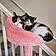 Callie And Polly
