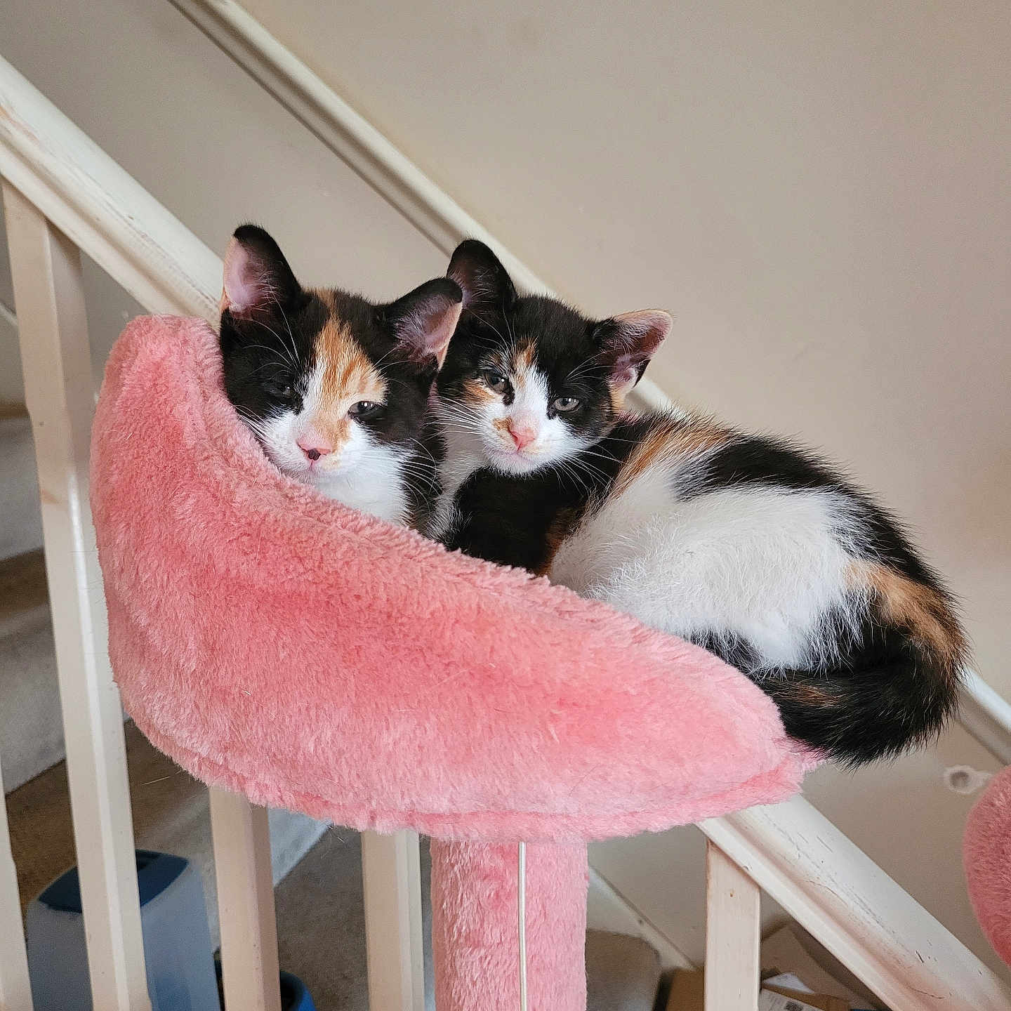 Callie And Polly is registered to the contest to win money with this photo: animal, calico, cat, close_up, cozy, cute, domestic, feline, fluffy, fur, indoor, kitten, pet, pink_cat_perch, resting, sleepy, snuggling, stairs, two_kittens, young