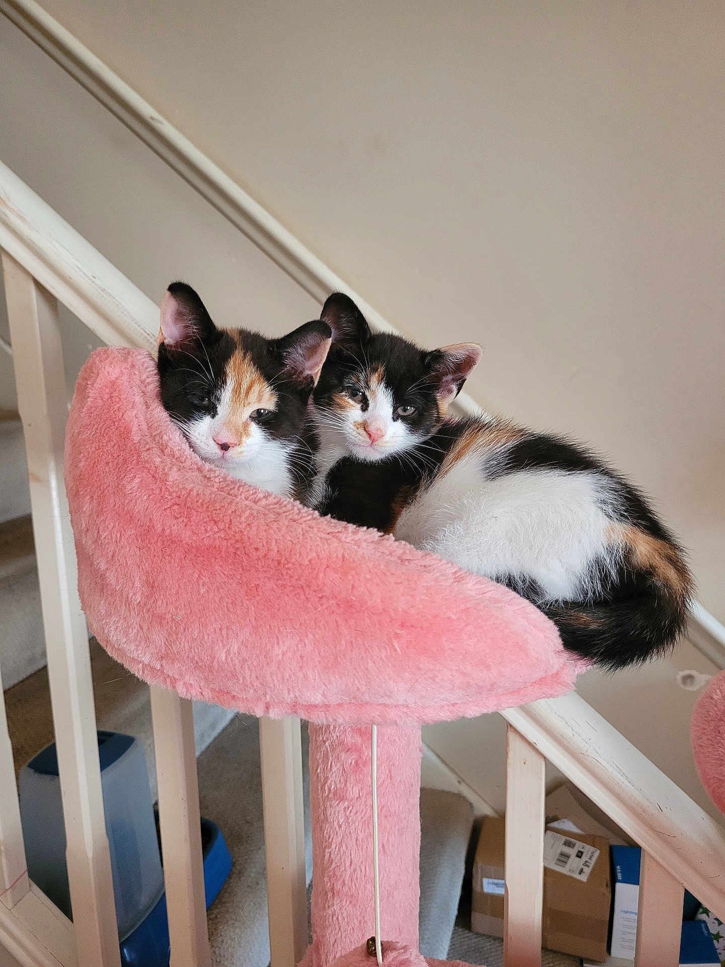 Callie And Polly is registered to the contest to win money with this photo: kitten, cat, calico, feline, pet, cute, animal, sleepy, snuggling, pink_cat_perch, indoor, stairs, cozy, fur, resting, domestic, young, fluffy, two_kittens, close_up