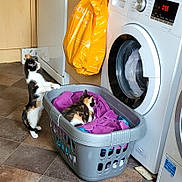 Callie And Polly is registered to the contest to win money with this photo: calico_cat, cat, laundry_basket, washing_machine, towel, indoor, floor, curious, pet, household_appliance, tile_floor, domestic_animal, laundry_room, standing_cat, resting_cat, white, black, orange, plastic_basket, home