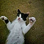 Callie And Polly is registered to the contest to win money with this photo: cat, kitten, black_and_white, lying_down, carpet, paws, cute, pet, indoor, fur, whiskers, playful, young, animal, domestic, mammal, raised_paws, resting, curious, adorable