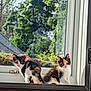 Callie And Polly joined the competition — help win amazing prizes! cat, kitten, calico, window, windowsill, sunlight, indoor, pet, animal, curious, feline, two, young, nature, greenery, smudged_window, daylight, domestic, cute, playful