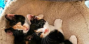 Callie And Polly joined the competition — help win amazing prizes! cat, kitten, calico, pet, animal, cute, furry, cozy, bed, resting, sleeping, whiskers, ears, indoor, closeup, two_animals, soft, fur, domestic, companions