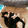 animal, bed, calico, cat, closeup, companions, cozy, cute, domestic, ears, fur, furry, indoor, kitten, pet, resting, sleeping, soft, two_animals, whiskers