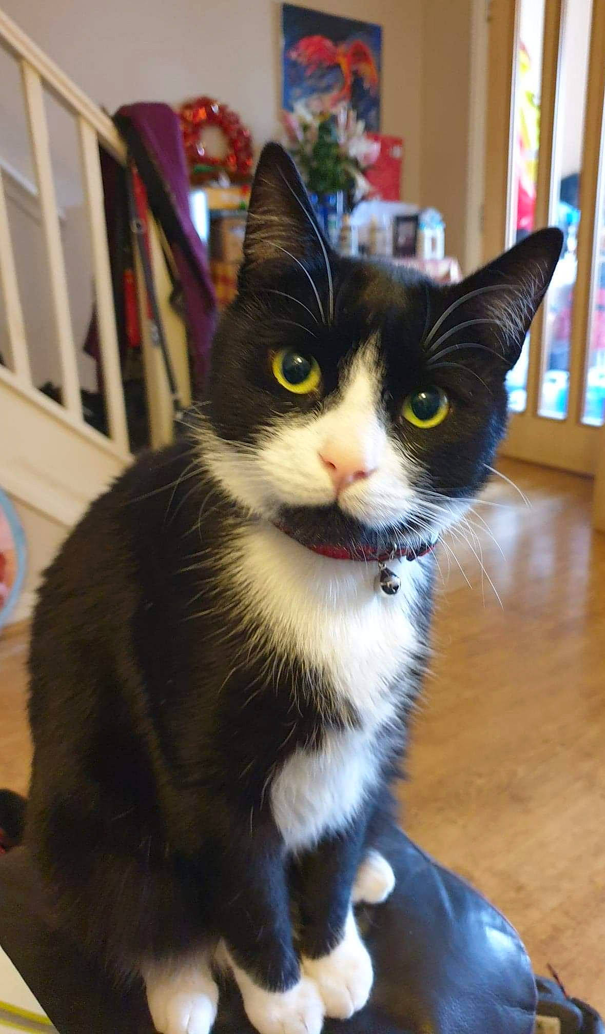 Marley is registered to the contest to win money with this photo: aegean_cat, american_wirehair, carnivore, cat, domestic_short_haired_cat, european_shorthair, felidae, kitten, mammal, polydactyl_cat, small_to_medium_sized_cats, whiskers