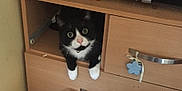 Marley is registered to the contest to win money with this photo: animal_shelter, box, cardboard, carnivore, cat, domestic_short_haired_cat, european_shorthair, felidae, kitten, polydactyl_cat, small_to_medium_sized_cats, whiskers