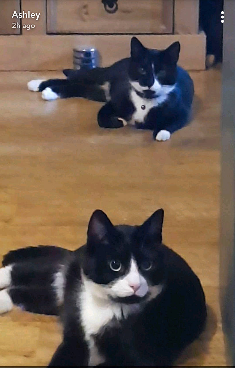 Marley joined the competition — help win amazing prizes! american_wirehair, black_and_white, black_cat, carnivore, cat, domestic_short_haired_cat, felidae, fur, kitten, mammal, paw, photo_caption, polydactyl_cat, small_to_medium_sized_cats, snout, tail, vertebrate, whiskers