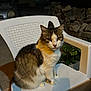 cat, animal, pet, chair, plastic_chair, night, outdoor, stone_wall, car, fur, sitting, white, brown, yellow_eyes, serious_expression, shadow, plant, concrete, domestic_cat, quiet