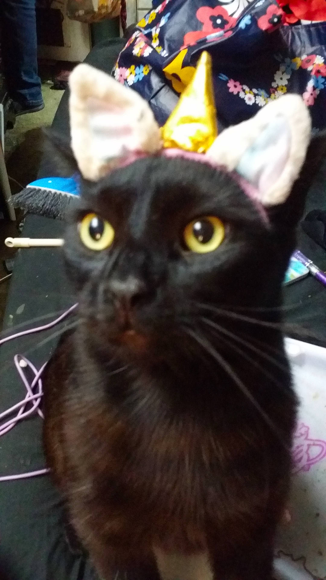 Monkey joined the competition — help win amazing prizes! abyssinian, adult, animal, baby, blackcat, cap, cat, clothing, hat, kitten, male, man, manx, partyhat, pen, person, pet