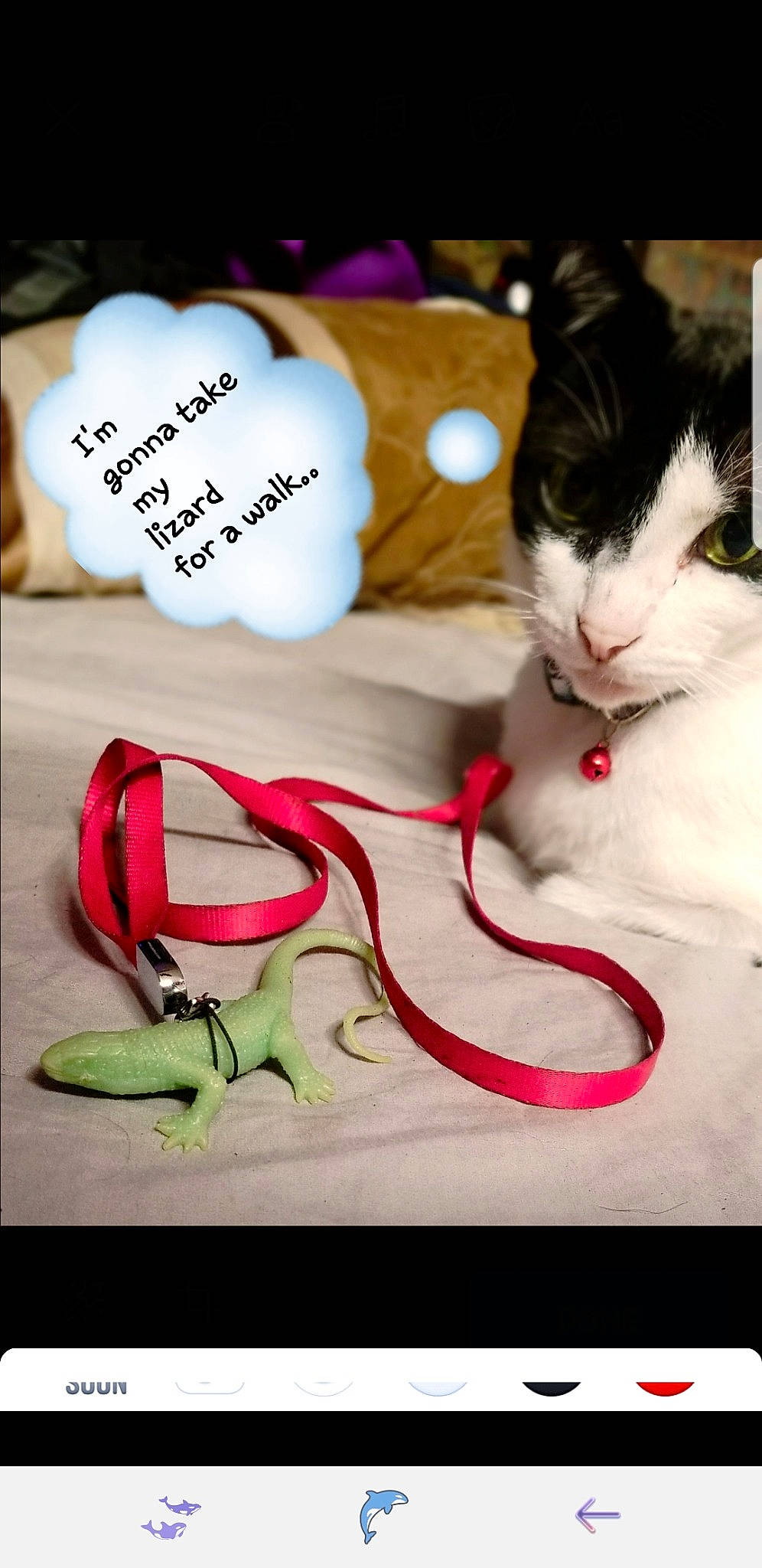 Bell is registered to the contest to win money with this photo: beauty, carmine, carnivore, cat, event, facial_expression, fashion_accessory, felidae, font, foot, fur, handwriting, happy, linens, paw, sandal, small_to_medium_sized_cats, tail, whiskers, white