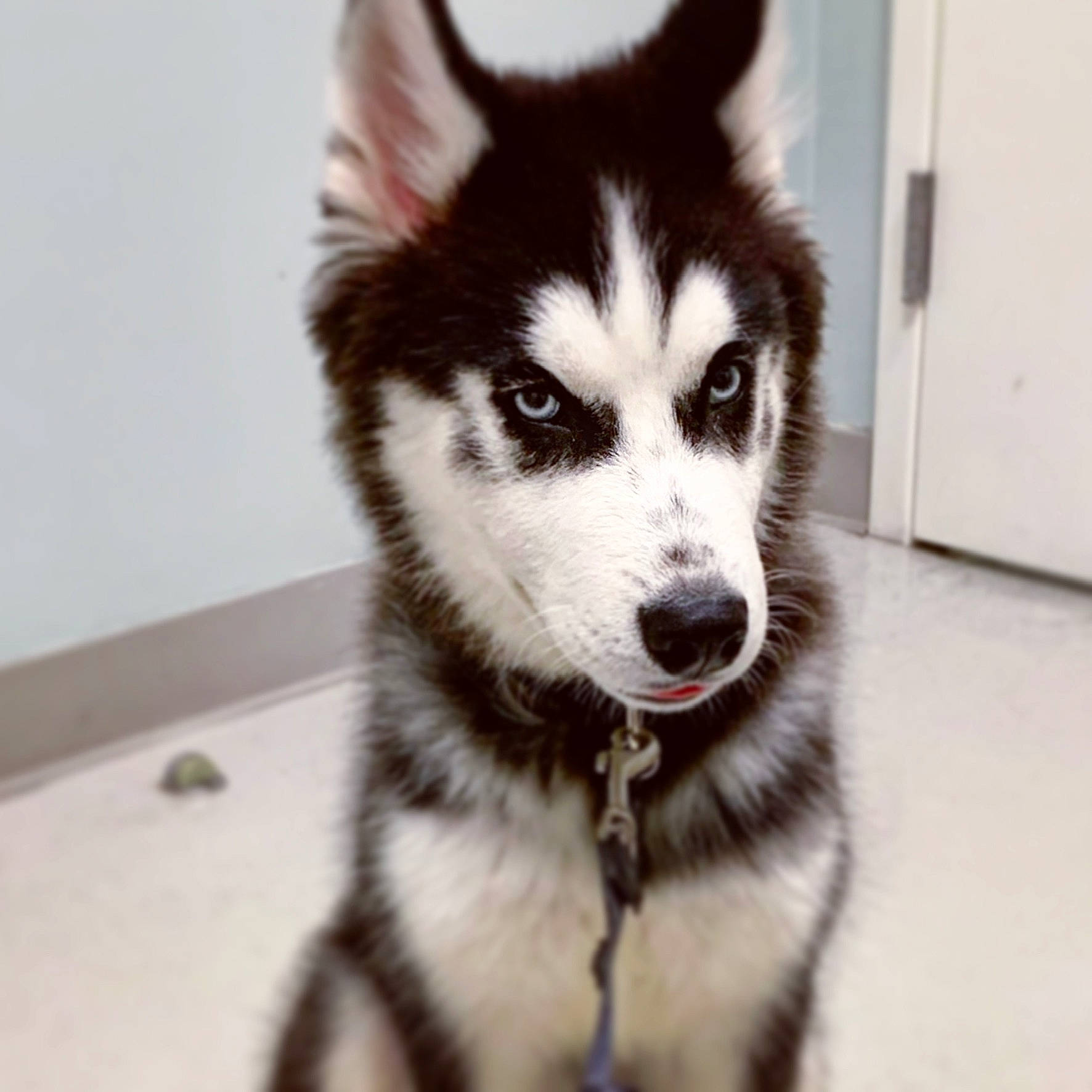 Chaos is registered to the contest to win money with this photo: alaskan_klee_kai, alaskan_malamute, canadian_eskimo_dog, canidae, carnivore, dog, dog_breed, eye, mammal, miniature_siberian_husky, native_american_indian_dog, nose, sakhalin_husky, seppala_siberian_sleddog, siberian_husky, sled_dog, snout, tamaskan_dog, vertebrate, wolfdog