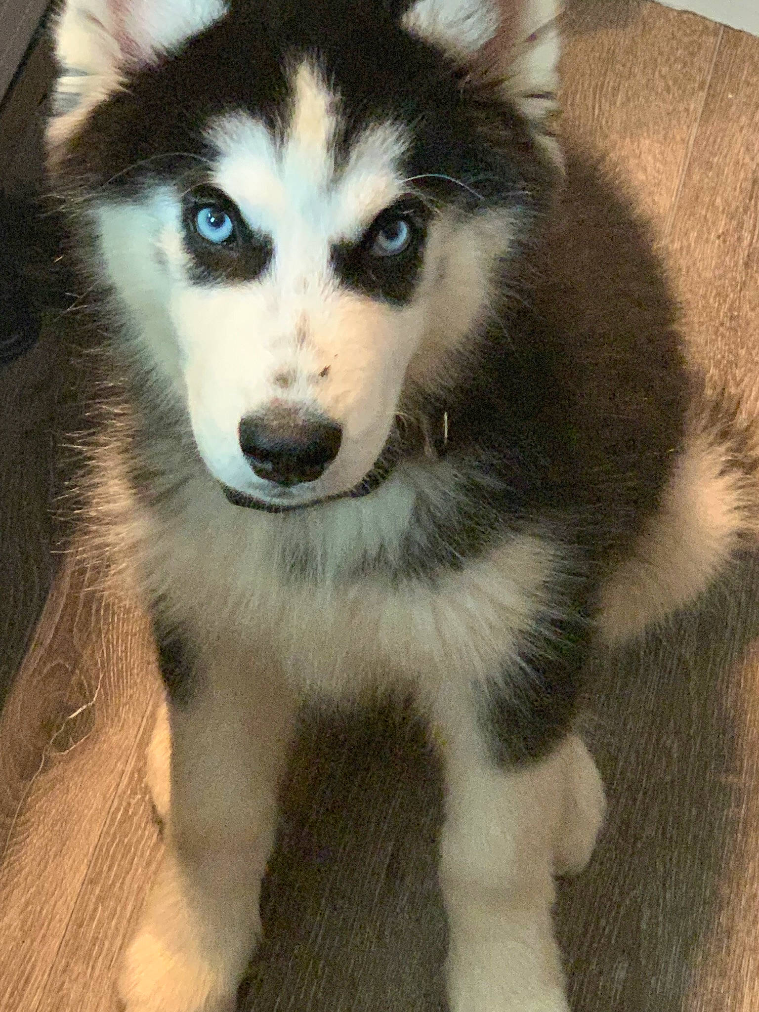 Chaos is registered to the contest to win money with this photo: alaskan_klee_kai, alaskan_malamute, canadian_eskimo_dog, canidae, carnivore, dog, dog_breed, mammal, miniature_siberian_husky, native_american_indian_dog, northern_inuit_dog, nose, sakhalin_husky, seppala_siberian_sleddog, siberian_husky, sled_dog, snout, tamaskan_dog, vertebrate, wolfdog