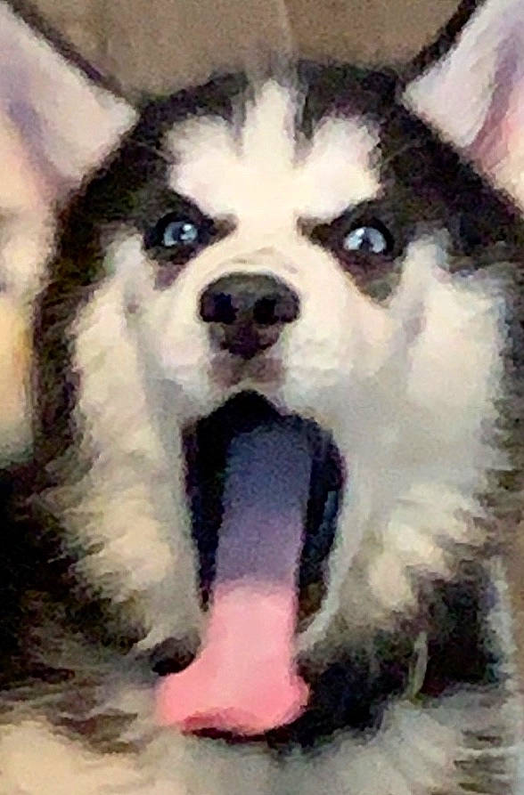 Chaos is registered to the contest to win money with this photo: alaskan_klee_kai, alaskan_malamute, ancient_dog_breeds, canadian_eskimo_dog, canidae, carnivore, dog, dog_breed, mammal, miniature_siberian_husky, native_american_indian_dog, nose, rare_breed_dog, sakhalin_husky, seppala_siberian_sleddog, siberian_husky, sled_dog, snout, vertebrate, wolfdog