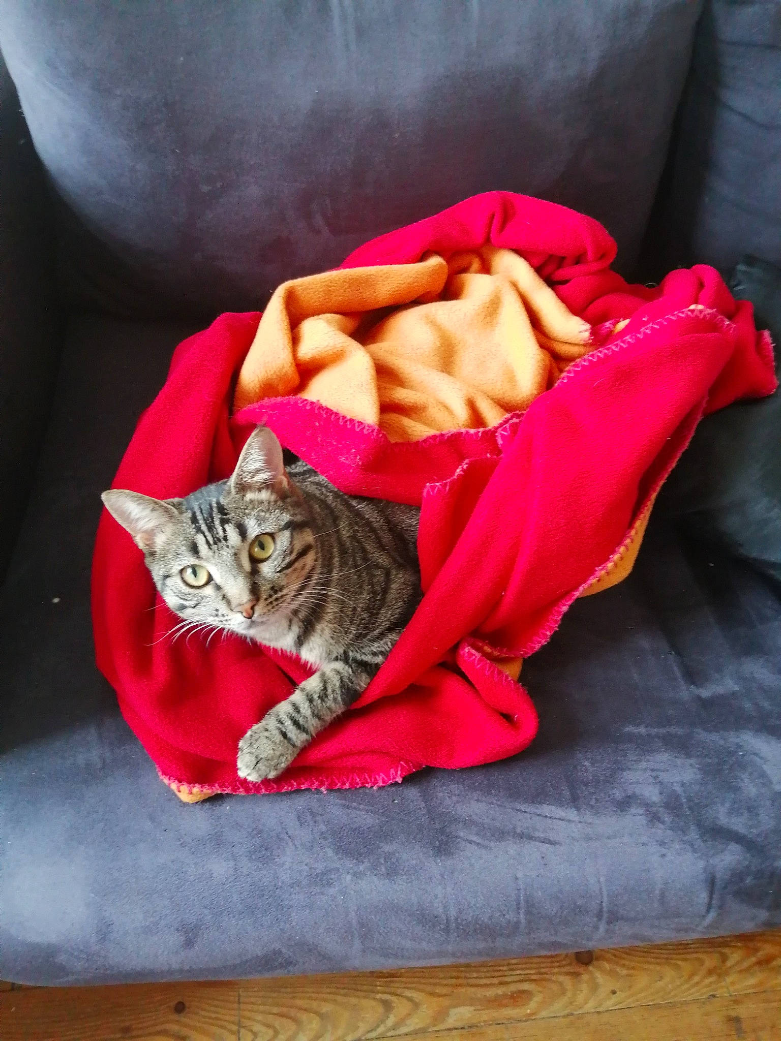 Chanel a rejoint le concours — aidez-le/la à gagner de superbes lots ! bed, carnivore, cat, comfort, couch, domestic_short_haired_cat, fawn, felidae, fur, grey, linens, magenta, nap, paw, pink, plant, small_to_medium_sized_cats, tail, textile, whiskers