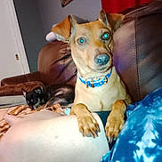 Zeus Carr joined the competition — help win amazing prizes! alert, blue_shirt, brown_leather, collar, couch, curtain, dog, ears, eyes, furniture, indoor, nose, paw, person, pet, relaxing, resting, snout, tie_dye, wall_art