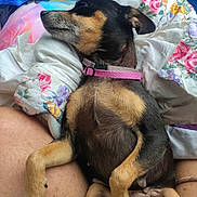 Sissy joined the competition — help win amazing prizes! animal, blanket, close_up, comfort, cute, dog, floral_pattern, fur, human_skin, indoor, legs, lying_down, paw, pet, pink_collar, relaxing, resting, sleepy, small_dog, snout