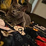 animal, blanket, cat, close_up, cozy, curious, cute, domestic_cat, feline, fur, gray_cat, indoor, patterned_blanket, pet, portrait, relaxed, resting, soft_focus, whiskers, wide_eyes