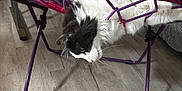 Angel is registered to the contest to win money with this photo: cat, cat_face, longhair_cat, black_and_white_cat, folding_chair, purple_frame, pink_pattern, rope_netting, whiskers, wood_floor, indoor, living_room, pet, playful, upside_down, curiosity, closeup, fur, furniture, home