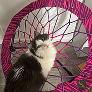 Angel is registered to the contest to win money with this photo: cat, feline, pet, fluffy, black_and_white, green_eyes, bungee_chair, pink, purple, patterned, indoor, wood_floor, wall, looking_up, sitting, portrait, fur, curious, home_interior, kids_chair