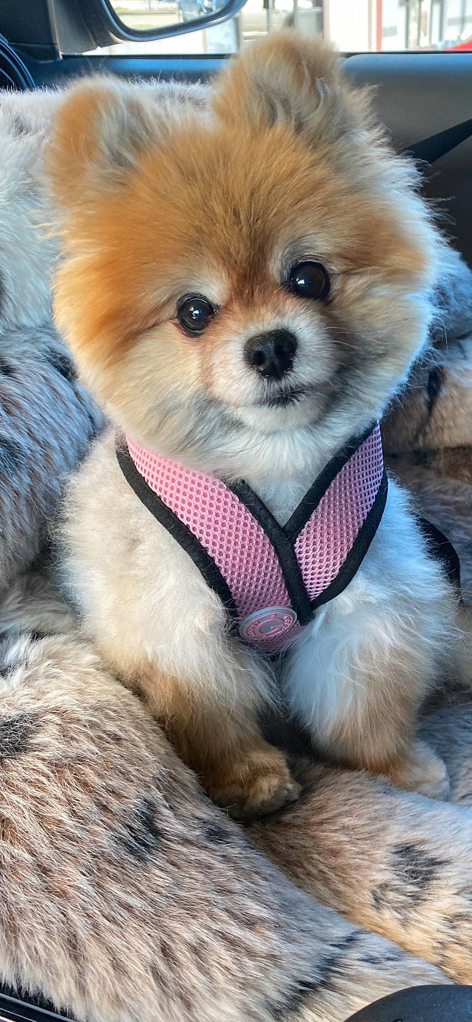 Pookie is registered to the contest to win money with this photo: canidae, carnivore, collar, companion_dog, dog, dog_breed, dog_clothes, dog_collar, dog_supply, fawn, fur, german_spitz, german_spitz_klein, pet_supply, snout, spitz, sporting_group, toy_dog, whiskers, working_animal