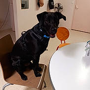 Athos participe au concours pour gagner de l'argent avec cette photo : dog, black_dog, chair, wooden_chair, table, indoor, harness, collar, tongue, paws, sitting, fan, door, wall, mirror, bag, hooks, floor, home, portrait